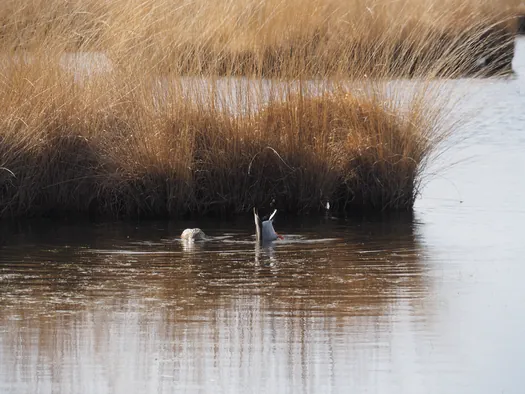 Kalmthoutse Heide, Kalmthout (België)
